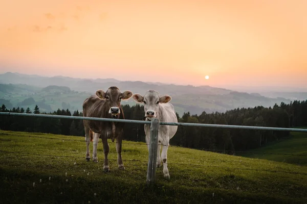 Dos vacas mirando a la cámara - animales de diferentes colores con puesta de sol — Foto de Stock