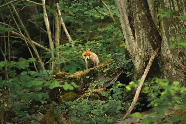 Joven zorro lindo se aventura fuera del bosque para explorar curiosamente los alrededores —  Fotos de Stock