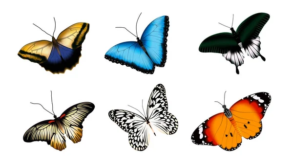 Kelebek vektör seti. Beyaz arkaplanda izole edilmiş gerçekçi illüstrasyon — Stok Vektör