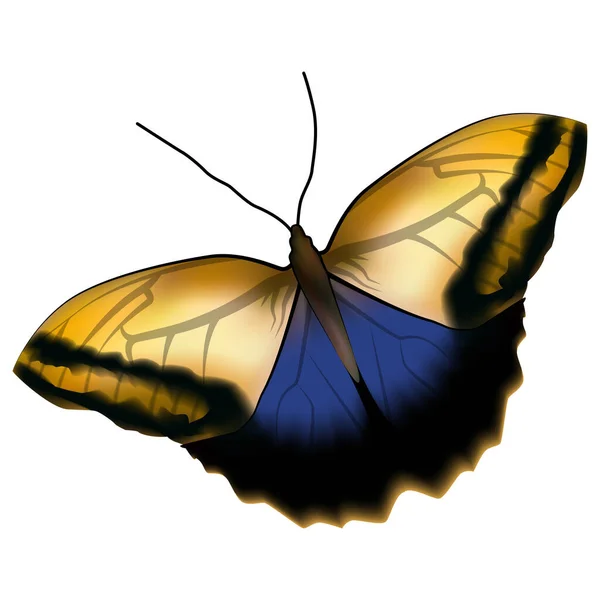 Mariposa realista azul amarilla aislada sobre fondo blanco — Vector de stock