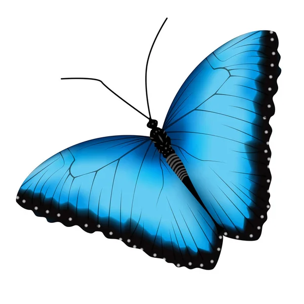 Mariposa negra azul realista aislada sobre fondo blanco — Vector de stock