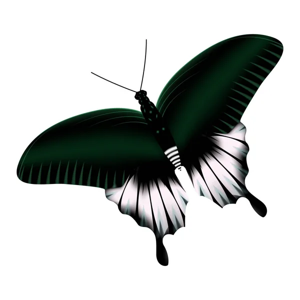 Mariposa realista blanco-verde colores aislados sobre fondo blanco — Vector de stock