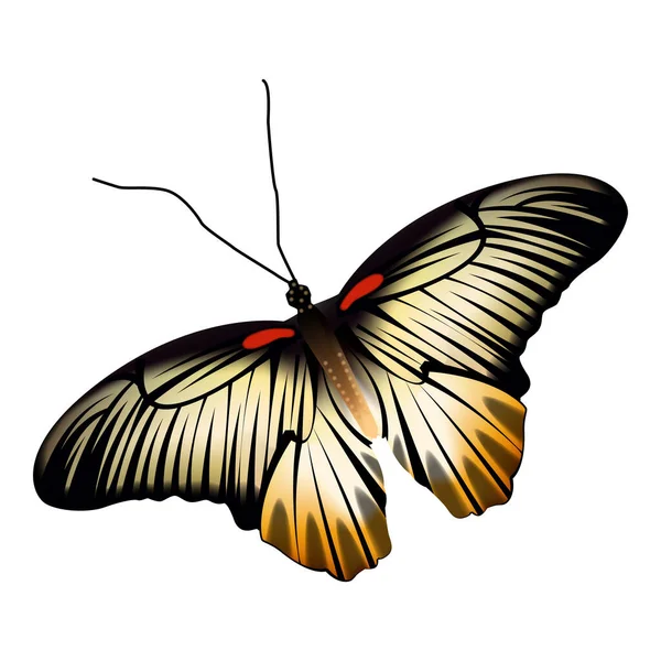 Mariposa realista de color negro amarillo aislada sobre fondo blanco — Vector de stock