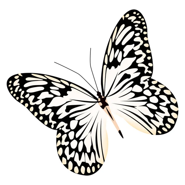 Mariposa realista blanco negro colores aislados sobre fondo blanco — Vector de stock