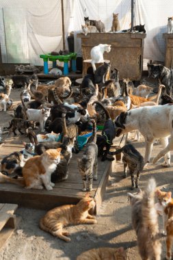 Büyük bir grup sokak kedisi ve köpek hayvan barınağında birlikte yemek yiyorlar.