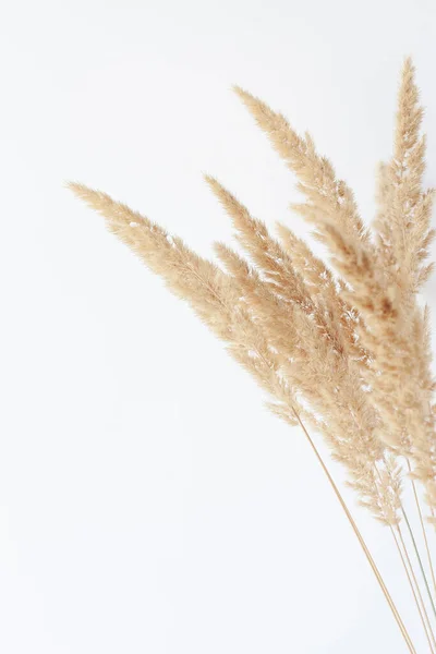 Reed seco grama close-up — Fotografia de Stock