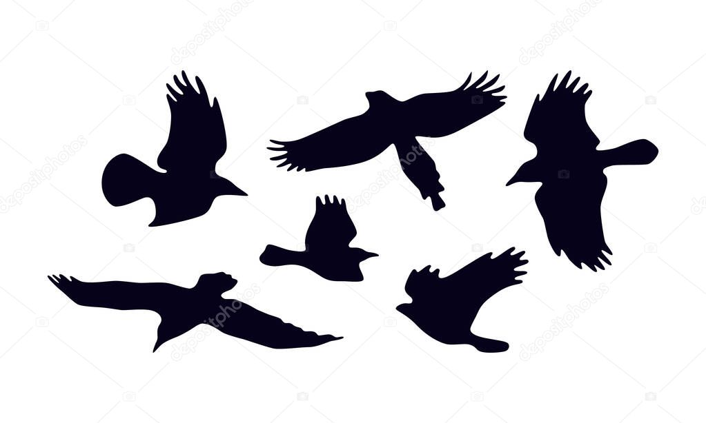 Stock vector set of soaring birds silhouettes. For logo and emblem design. Isolated on white background
