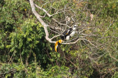 Bir erkek büyük Hornbill ağaca yakın