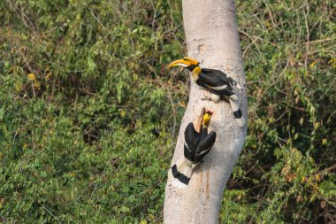 A couple of Great hornbills searching for their nest clipart