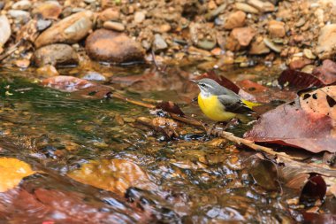 A close up of a Gray wagtail standing in the stream clipart