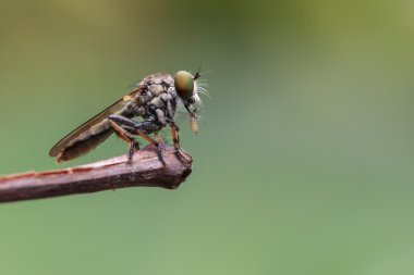 yakın bir soyguncu sinek ile avını sopa sonundaki up