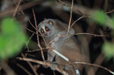 A yakın çekim yavaş loris ağaç, geceleri 