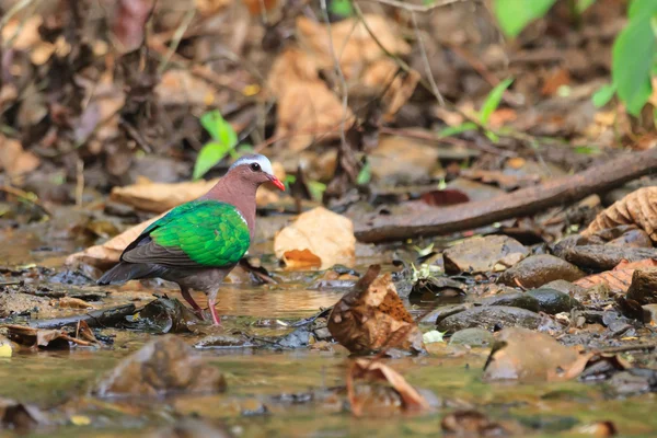 Gros plan d'une colombe émeraude marchant dans le ruisseau — Photo