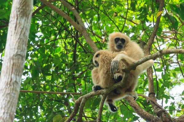 妈妈和宝宝坐在树上的白色长臂猿 — 图库照片