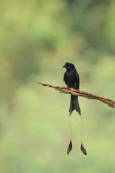 A close up of Greater Racket-tailed Drongo holding on the branc — Stock Photo, Image