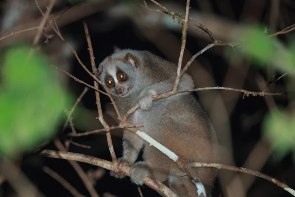 Un primo piano di Slow Loris sull'albero di notte — Foto Stock