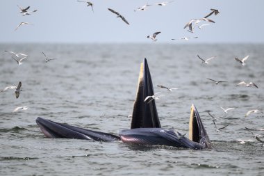 Bryde'nın balina, Eden'ın Körfez'de yeme balık balina. 