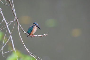 Küçük bir dal üzerinde tünemiş ortak Kingfisher