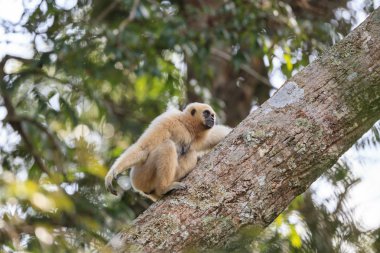 Beyaz kişili gibbon