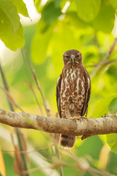 Hnědá Boobook (Ninox scutulata) — Stock fotografie