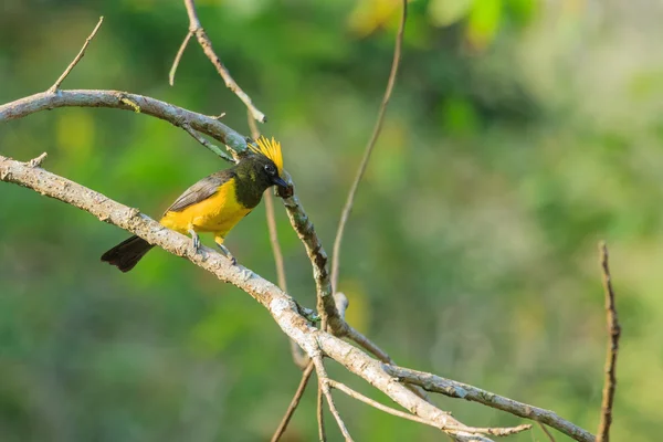 Suttan Tit su un ramo — Foto Stock