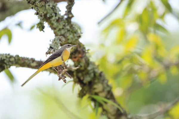 Wagrail gris perché sur une branche — Photo