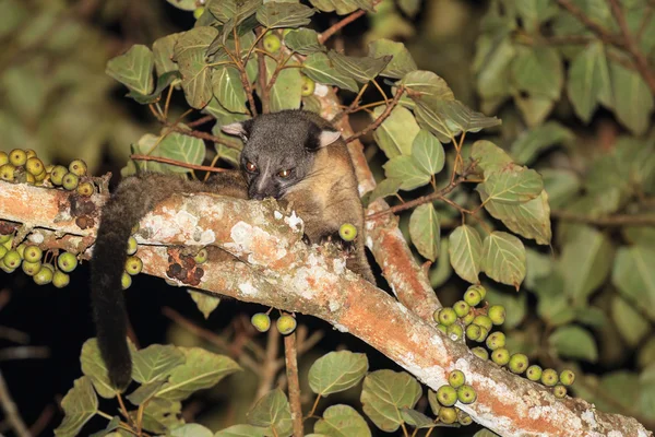 Tre strisce palma Civet mangiare fico — Foto Stock