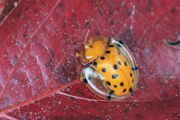 Makro snímek strakaté štítonoši — Stock fotografie