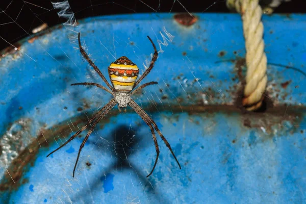 Multi-coloured Argiope Spider, Argiope versicolor — Stock Photo, Image