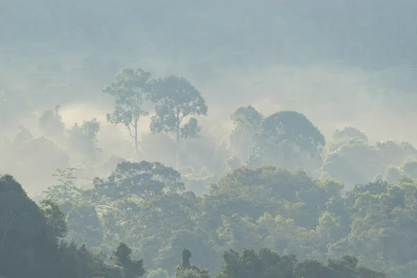 Un bosque brumoso en la madrugada — Foto de Stock