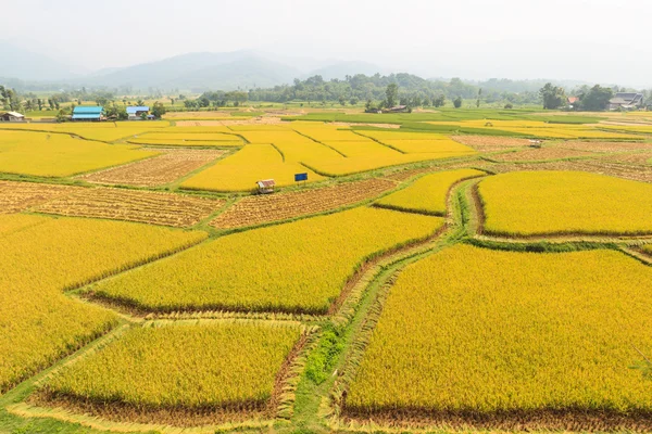 Tayland 'daki altın pirinç tarlası — Stok fotoğraf