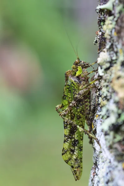 A close-up of green grasshopper — Stock Photo, Image