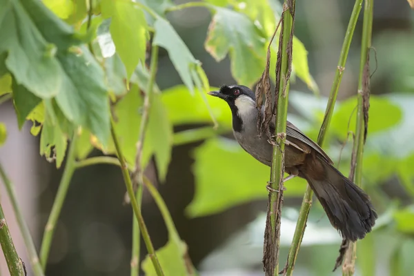 黑喉 laughingthrush 在森林里 — 图库照片