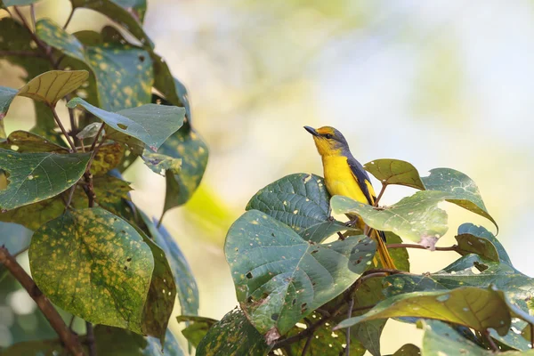 Een vrouw van Scarlet Minivet zitstokken op een tak — Stockfoto