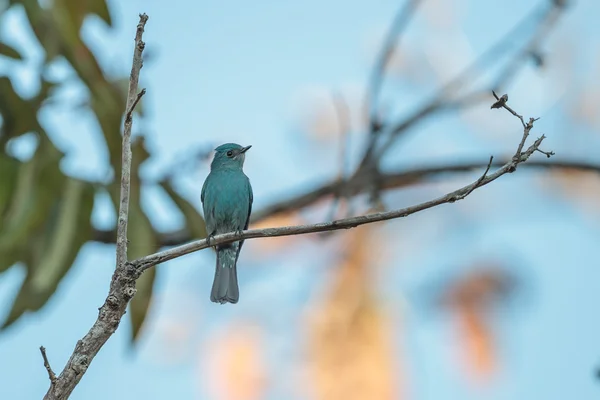 Verditer Flycatcher empoleirado em um ramo — Fotografia de Stock