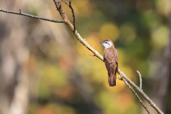 Gestreepte Bay Cuckoo rusten op een "perch" — Stockfoto