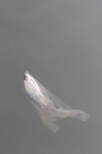 Problema ambiental - Un pez en la bolsa de plástico en el río — Foto de Stock