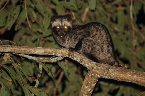 Wspólne civet dłoni — Zdjęcie stockowe