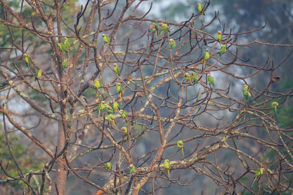 Un grupo de periquitos cabeza de flor sentados en un árbol — Foto de Stock