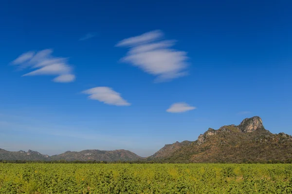 Ett grönt fält i solsken dag — Stockfoto