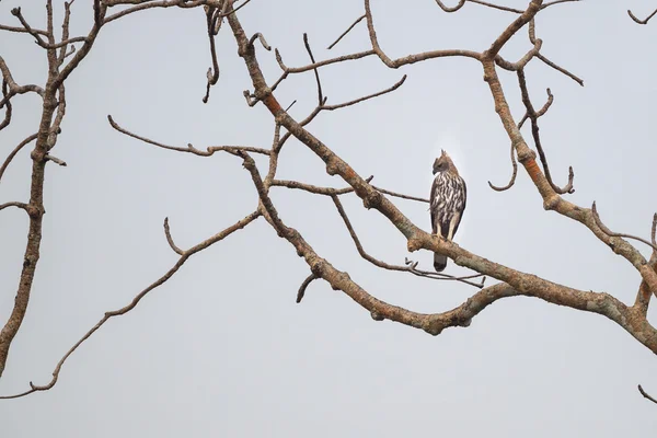Змінна Hawk орел на окунь — стокове фото