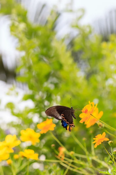 A borboleta Pavão chinês alimentando-se de flor amarela — Fotografia de Stock