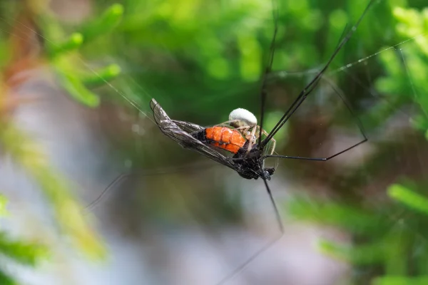 A tiny spider eating its prey on the web — Stock Photo, Image