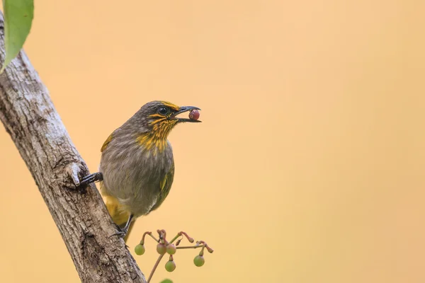 Ein Streifenkehlbulbul, der kleine rote Beeren isst — Stockfoto