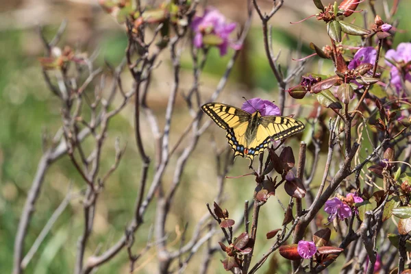 Borboleta de rabo de andorinha (papilio machaon ) — Fotografia de Stock