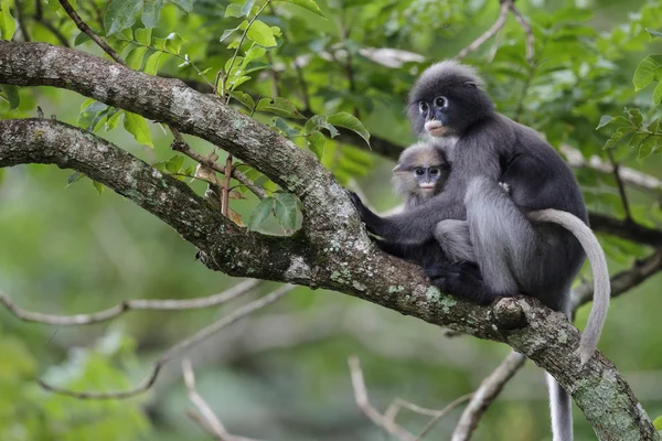 Bryde'nın balina, Eden'ın balina Tayland Körfezi — Stok fotoğraf