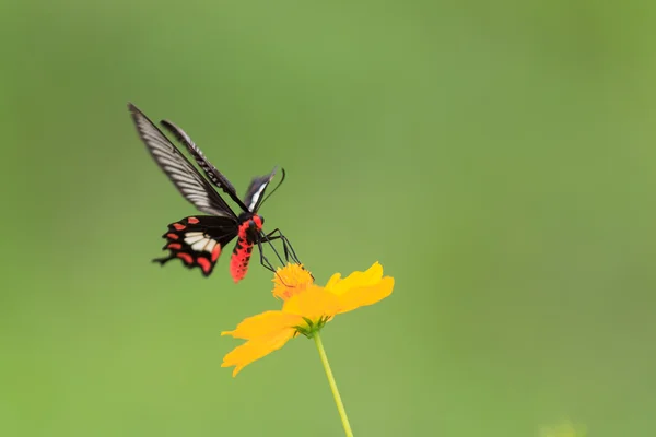 Common rose (Pachliopta aristolochiae goniopeltis) butterfly on — Stock Photo, Image