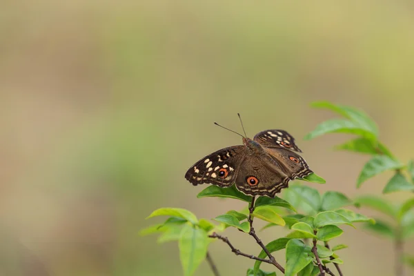 Lemon Pansy borboleta no fundo da natureza — Fotografia de Stock