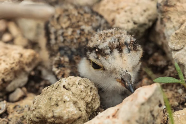 Canelado Plover (Charadrius dubius) escondido entre as pedras — Fotografia de Stock