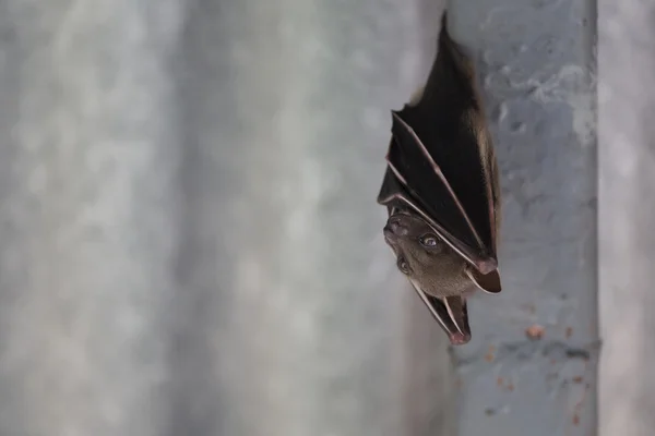 Close up of a small bat Stock Fotó